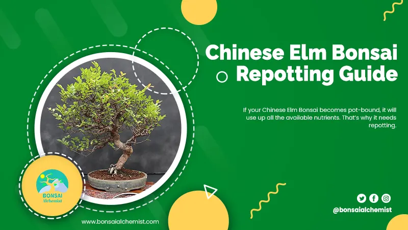 Chinese Elm Bonsai Repotting Guide