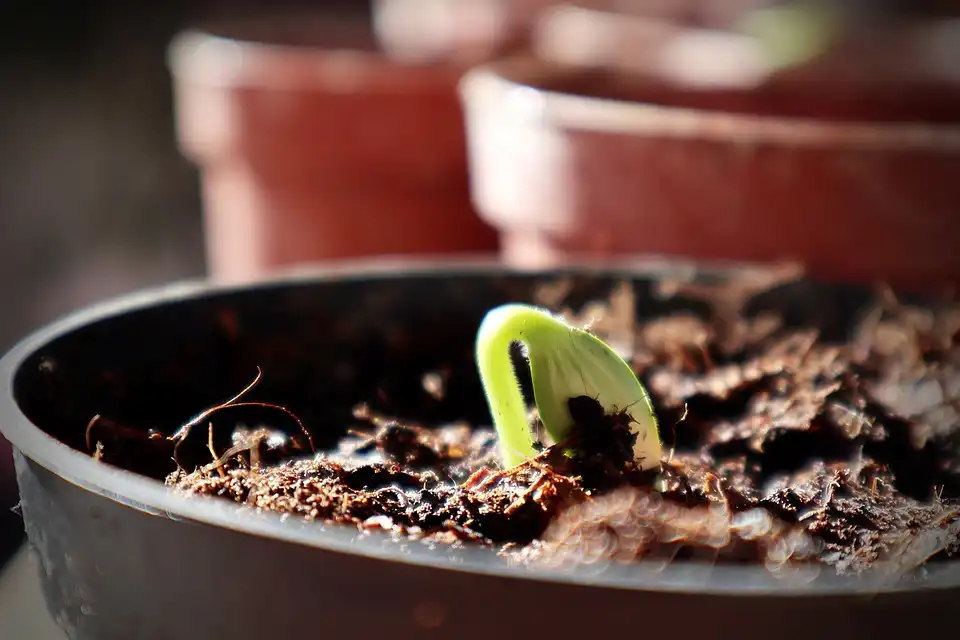 Chinese Elm Bonsai Soil Guide