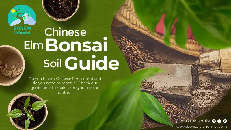 Chinese Elm Bonsai Soil Guide