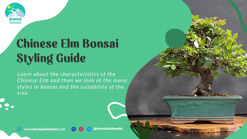 Chinese Elm Bonsai Styling Guide