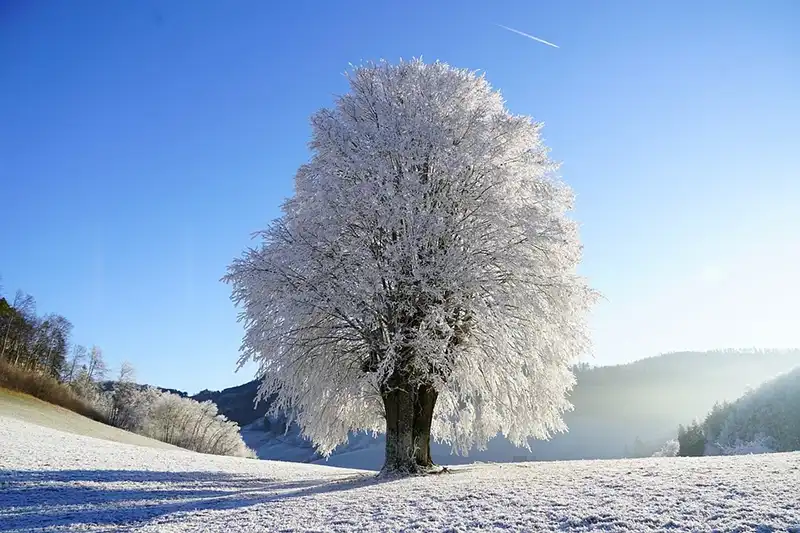 How to Care for Your Chinese Elm Bonsai in the Winter