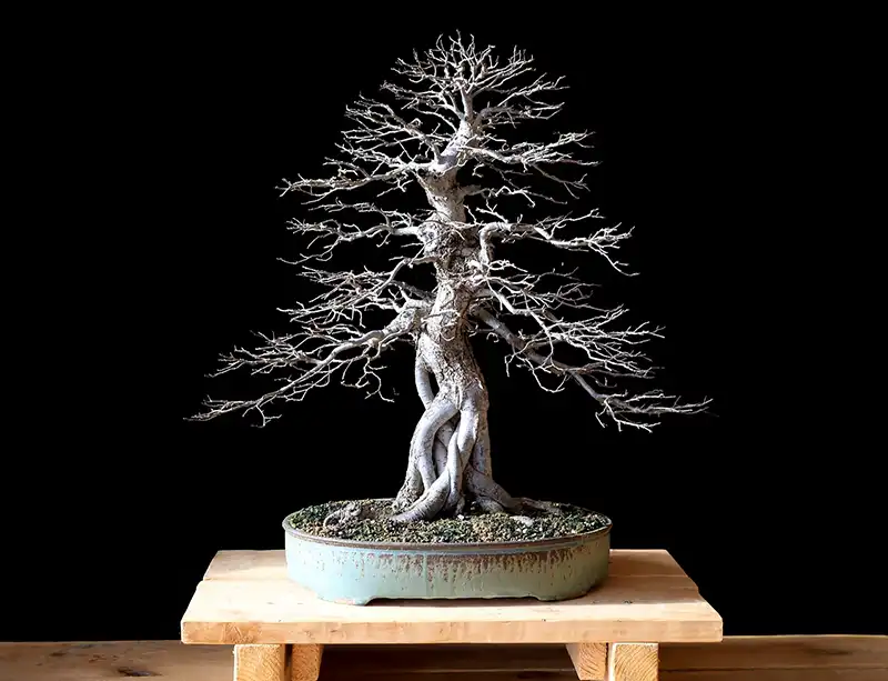 How to Care for Your Chinese Elm Bonsai in the Winter