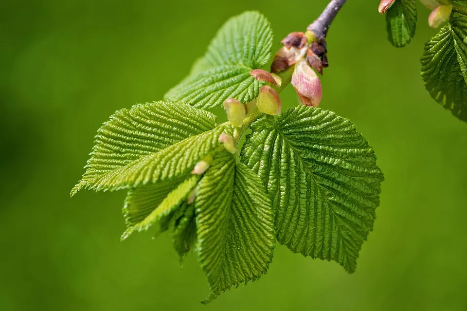 How to Grow a Chinese Elm from Cuttings