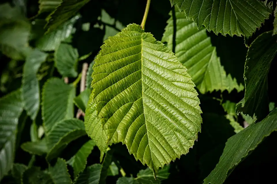 How to Grow a Chinese Elm from Cuttings