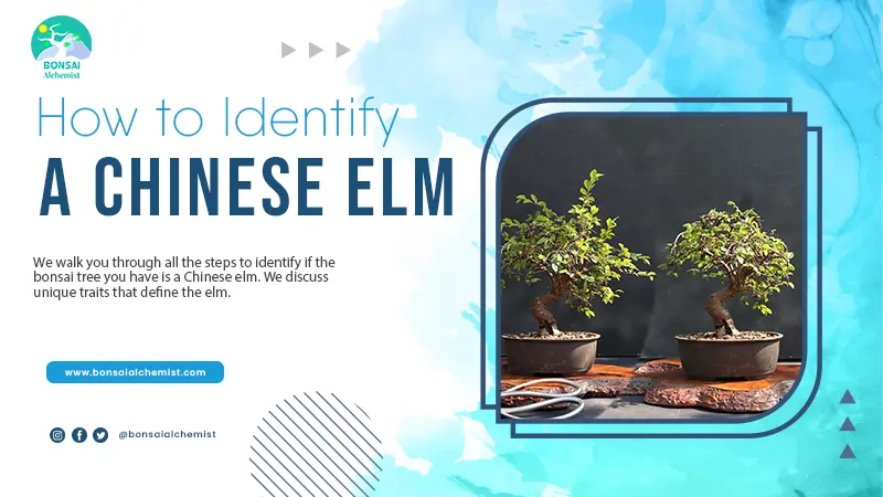How to Identify a Chinese Elm