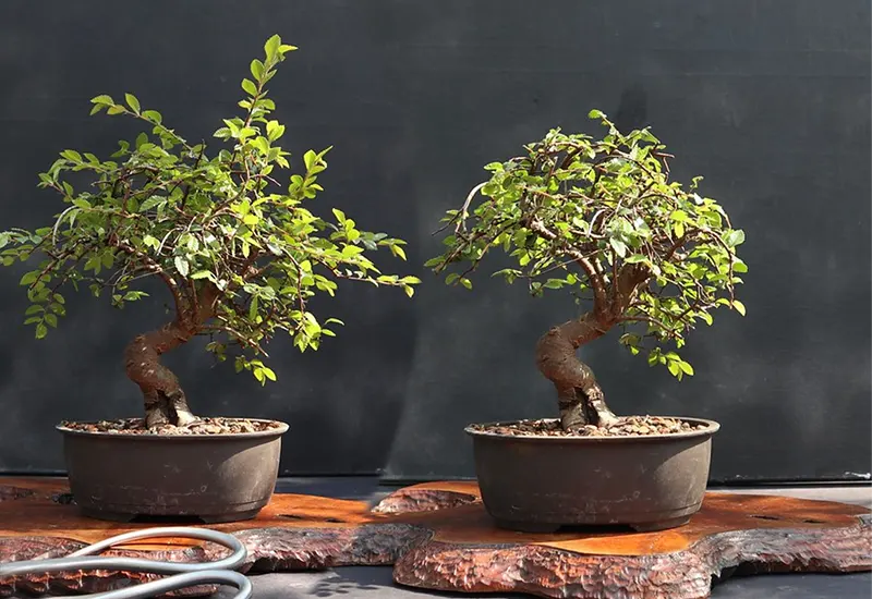 How to Identify a Chinese Elm