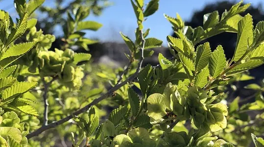 How to Identify a Chinese Elm