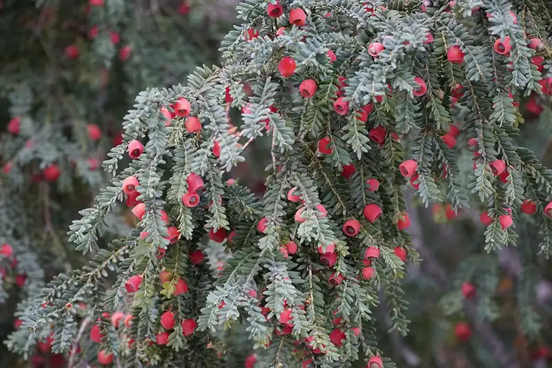 How to Protect a Japanese Yew Bonsai in Winter