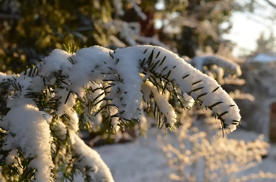 How to Protect a Japanese Yew Bonsai in Winter
