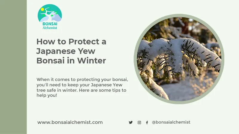 How to Protect a Japanese Yew Bonsai in Winter