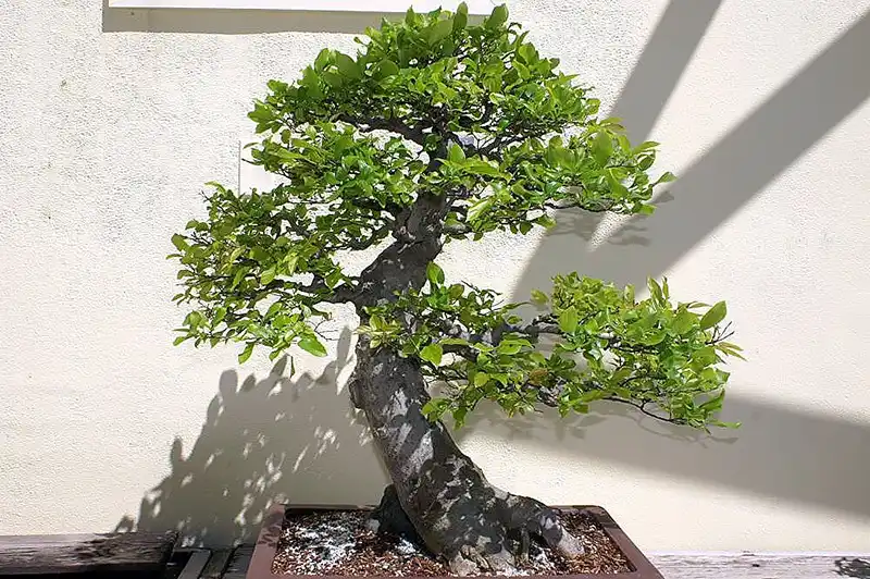 How to Prune a Chinese Elm