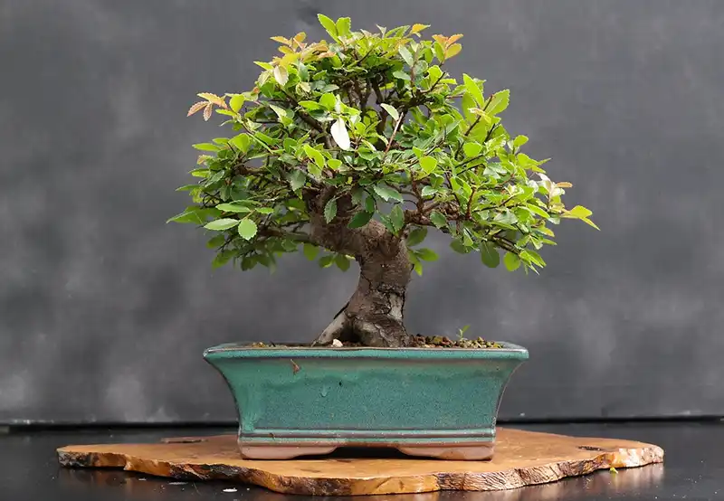 How to Prune a Chinese Elm