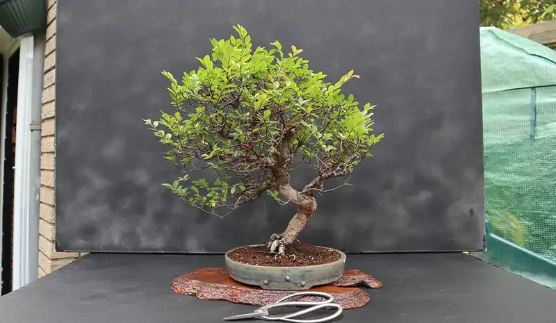 How to Wire a Chinese Elm Bonsai