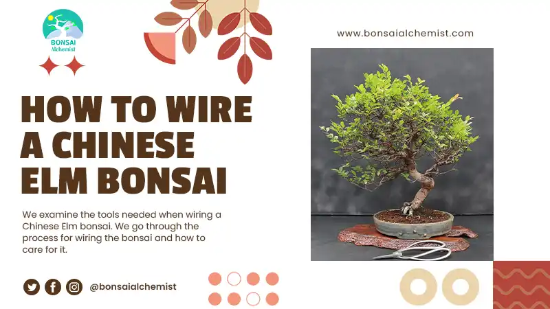 How to Wire a Chinese Elm Bonsai