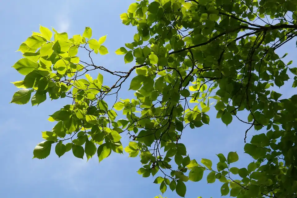 Is the Chinese Elm Poisonous to Animals