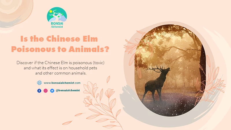 Is the Chinese Elm Poisonous to Animals