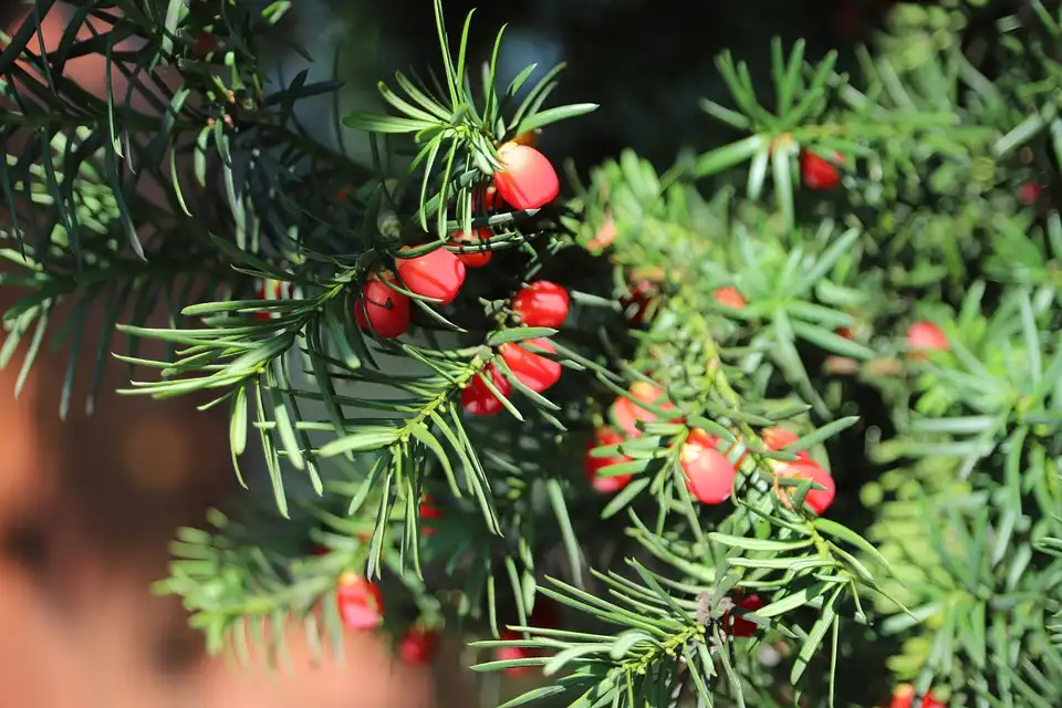 Learn How to Prune Your Japanese Yew Bonsai Tree
