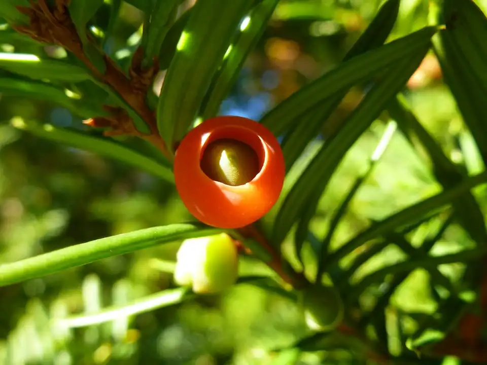 Learn How to Prune Your Japanese Yew Bonsai Tree