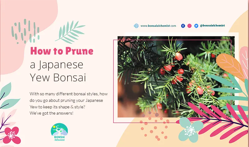 Learn How to Prune Your Japanese Yew Bonsai Tree