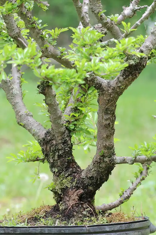 Peeling Bark of the Drake Elm Bonsai