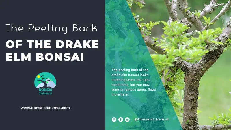 Peeling Bark of the Drake Elm Bonsai
