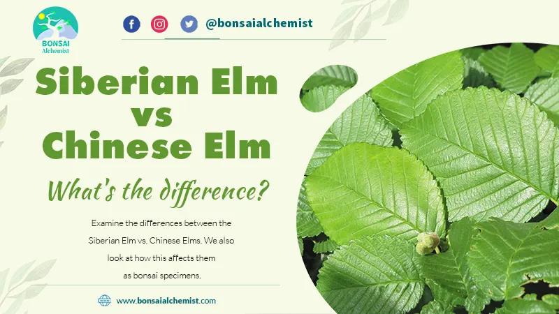 Siberian Elm vs. Chinese Elm