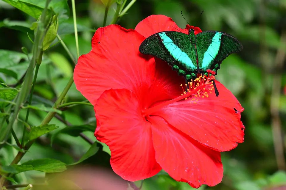 The Top Hibiscus Recipes And Culinary Delights