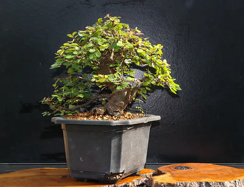 Watering a Chinese Elm Bonsai