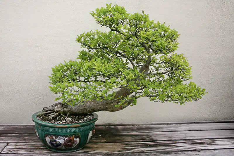 Watering a Chinese Elm Bonsai