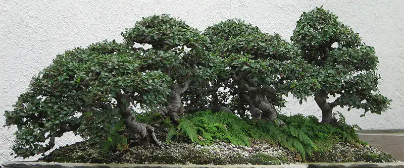 Watering a Chinese Elm Bonsai