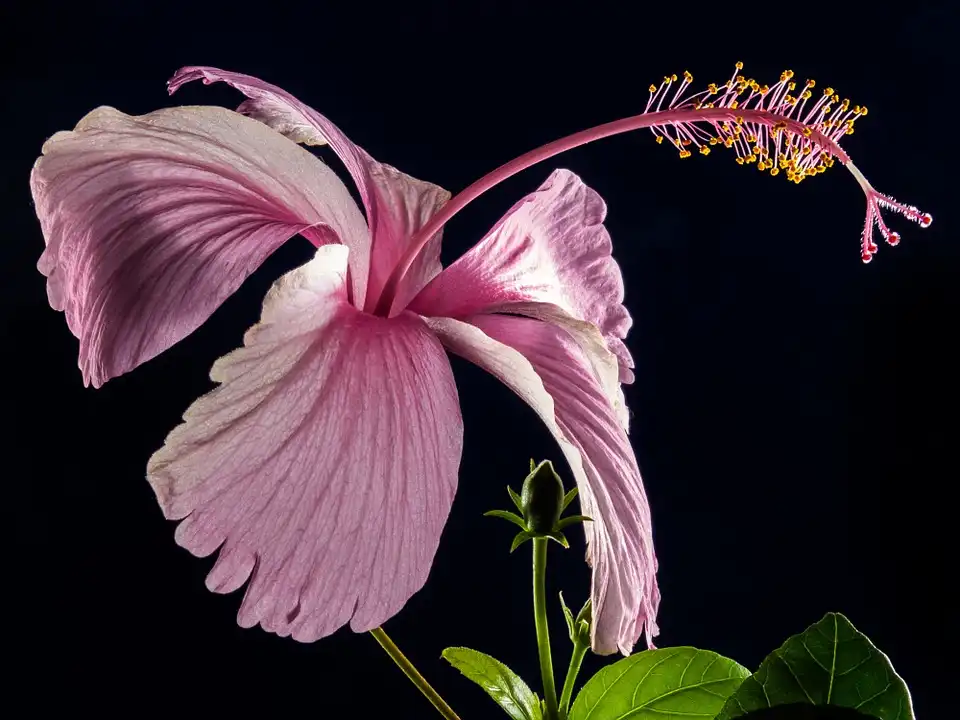 identify a hibiscus