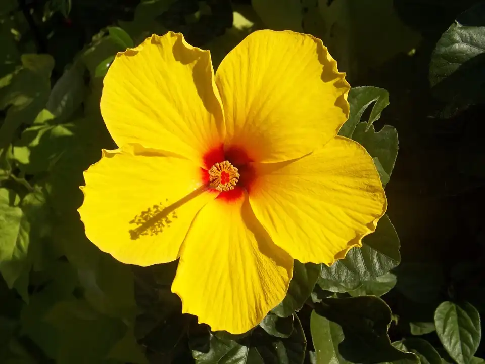 identify a hibiscus