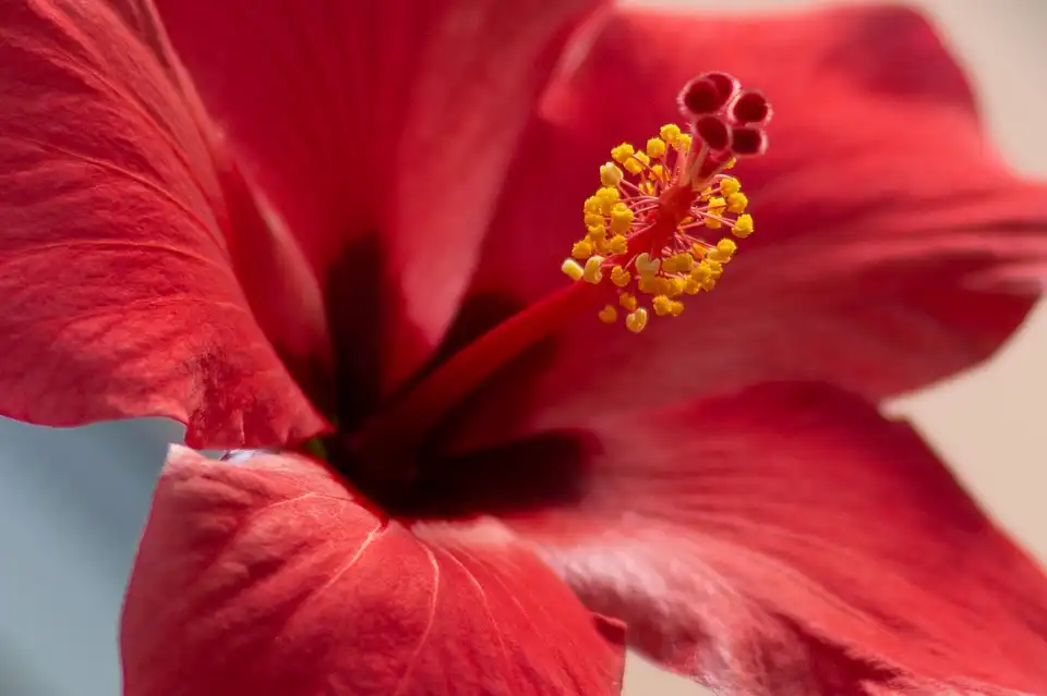 identify a hibiscus