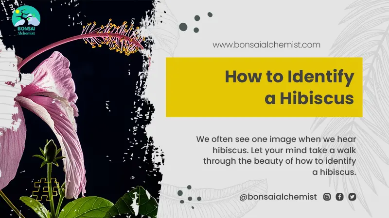 identify a hibiscus