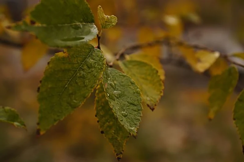 Chinese Elm Bonsai Tree Problems Pests and Diseases