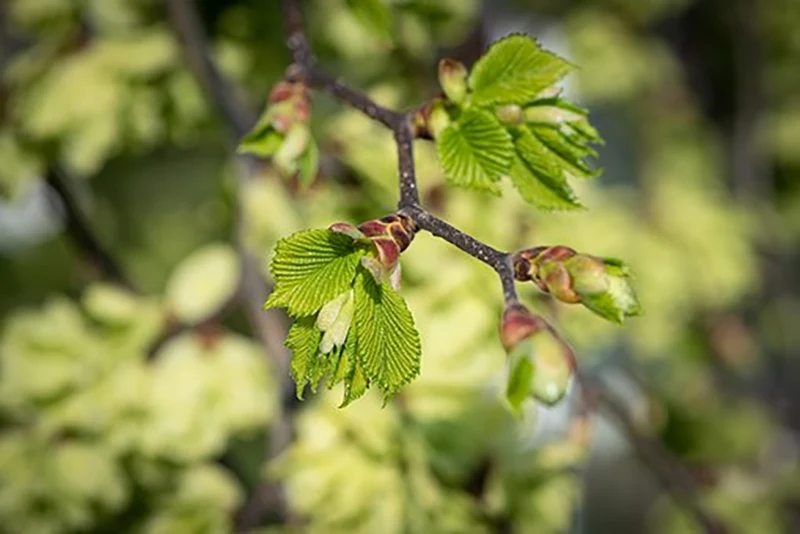 Chinese Elm Bonsai Tree Problems Pests and Diseases