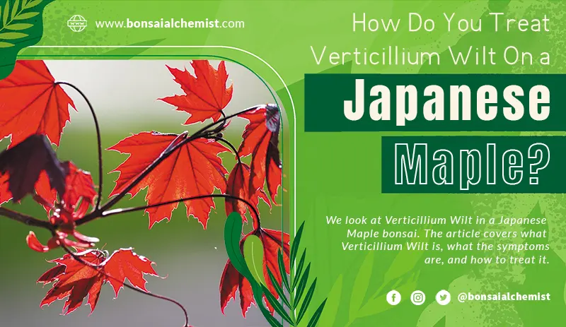 How Do You Treat Verticillium Wilt On a Japanese Maple