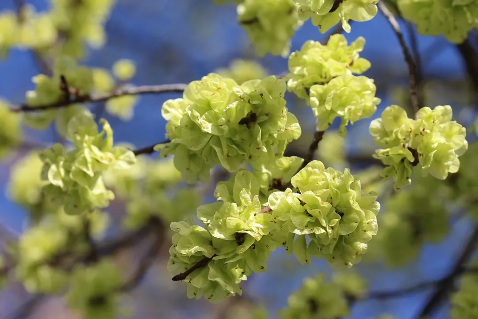How To Grow A Chinese Elm From Seeds