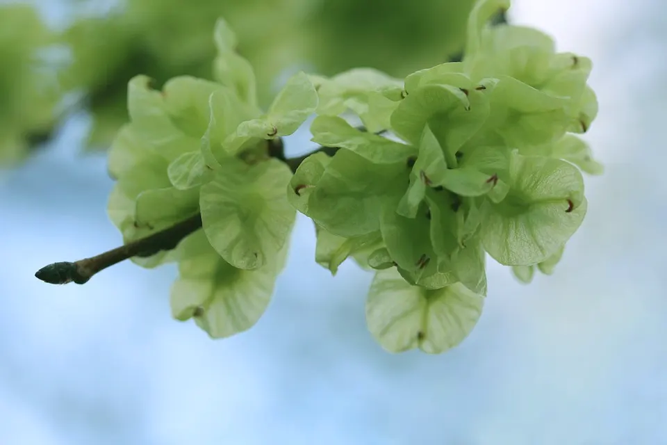 How To Grow A Chinese Elm From Seeds