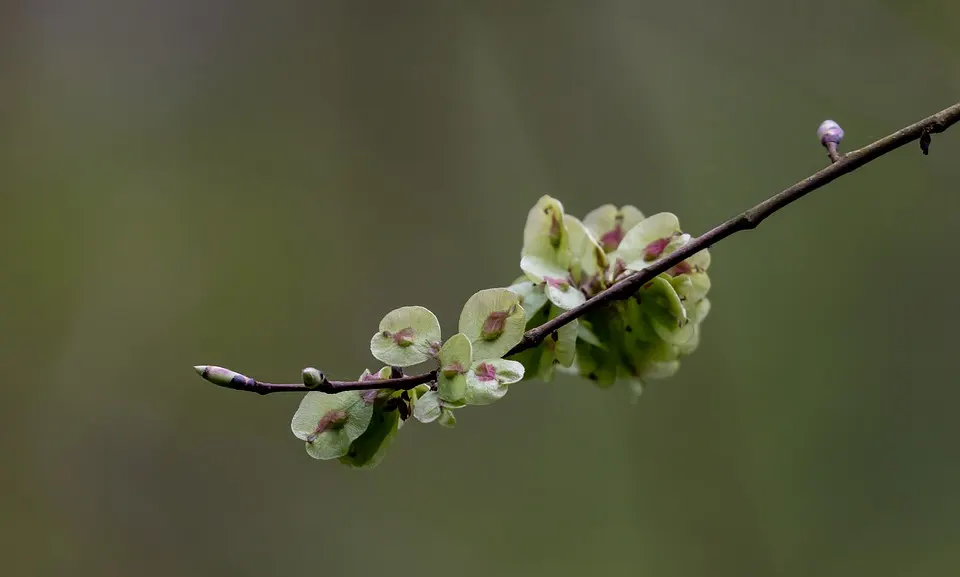 How To Grow A Chinese Elm From Seeds