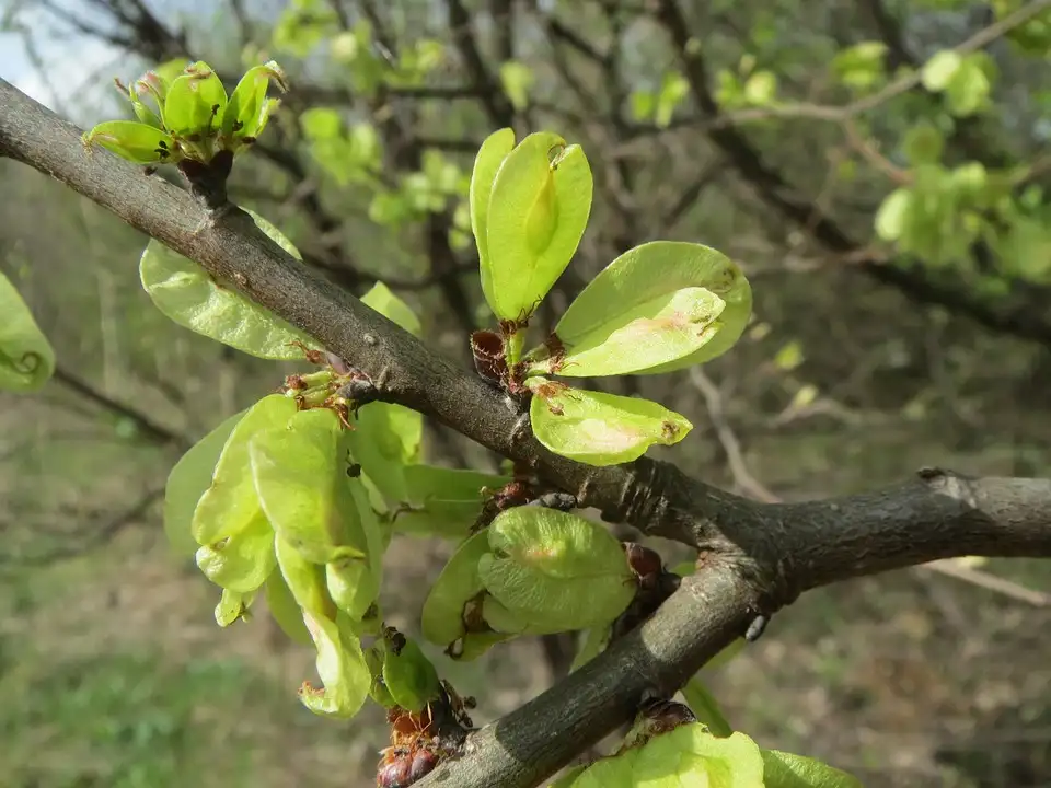 How To Grow A Chinese Elm From Seeds