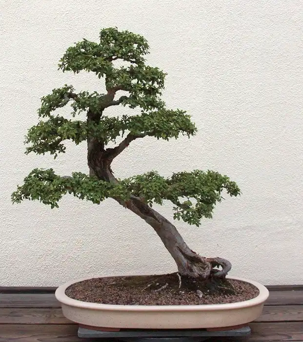 How to Air Layer a Chinese Elm with Steps