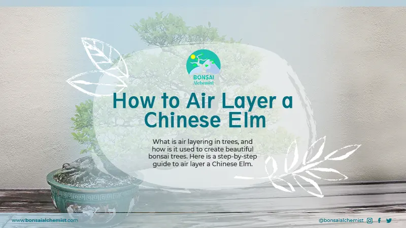 How to Air Layer a Chinese Elm with Steps