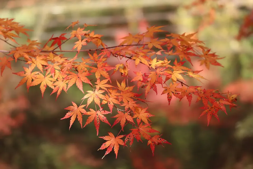 How to prune a Japanese Maple Bonsai tree