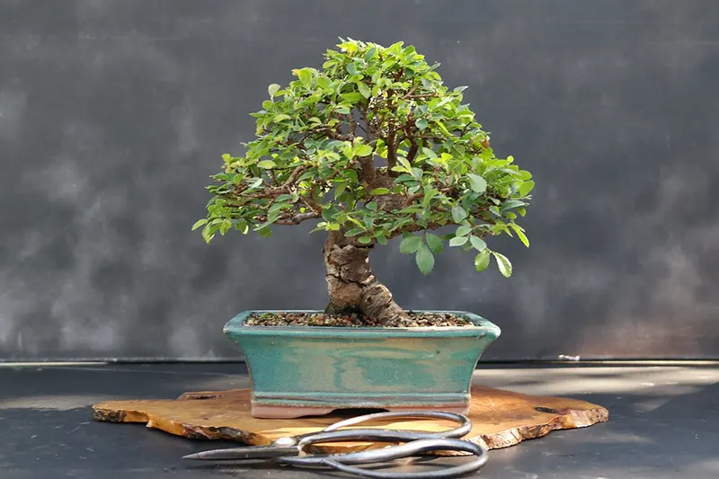 Top 10 Chinese Elm Decor Ideas