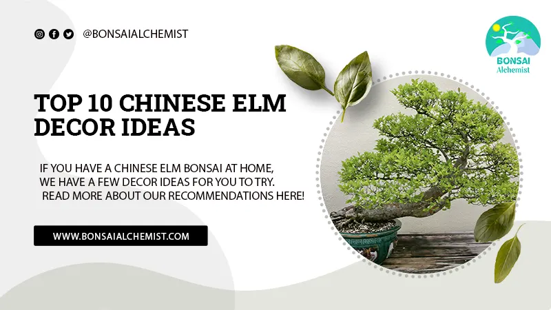 Top 10 Chinese Elm Decor Ideas
