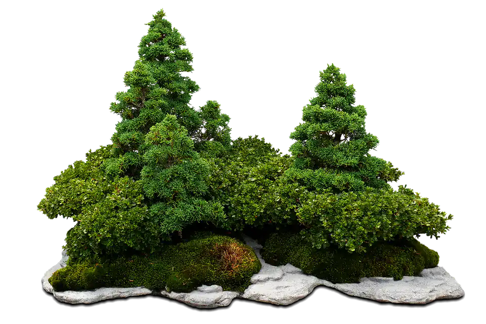 bonsai forest