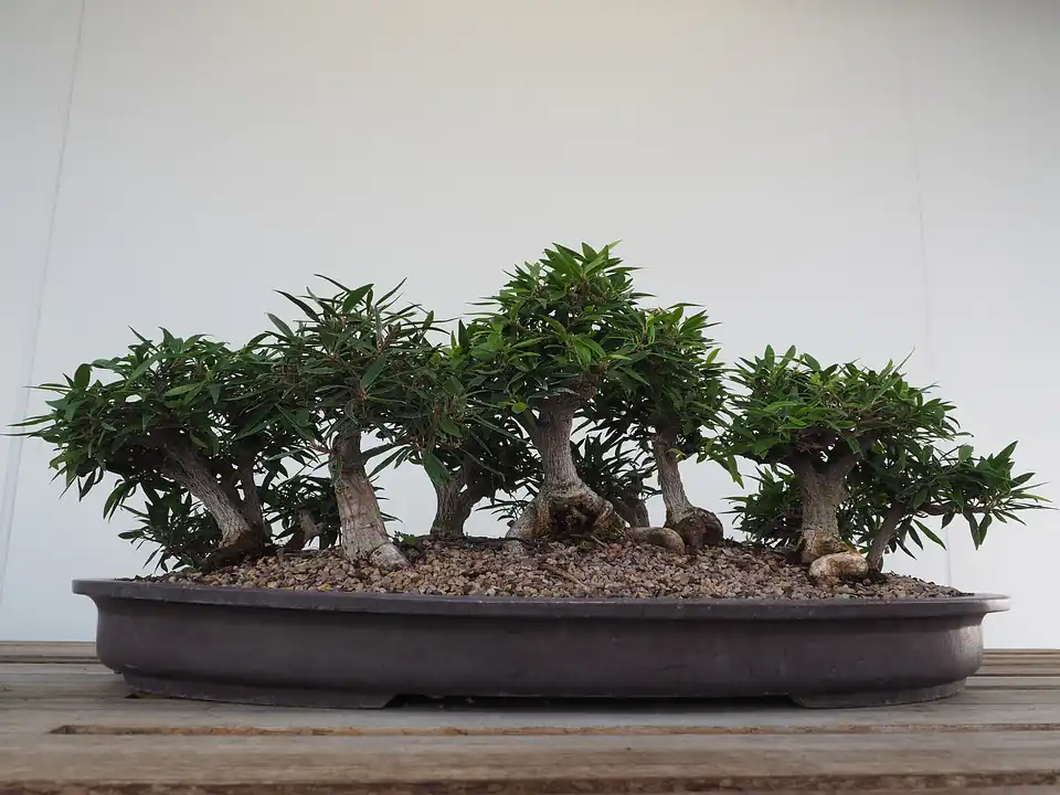 bonsai forest