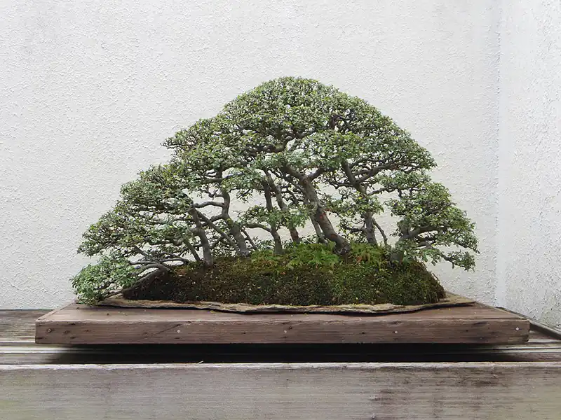 bonsai forest