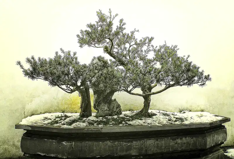 bonsai forest